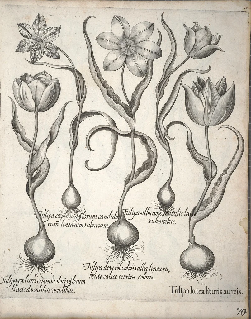An illustration from Hortus Eystettensis, sive, Diligens et accurata omnium plantarum, florum, stirpium ?ex variis orbis terrae partibus, singulari studio collectarum, quae in celeberrimis viridariis arcem episcopalem ibidem cingentibus, olim conspiciebantur delineatio et ad vivum repraesentatio et advivum repraesentatio opera., 1640, leaf 81