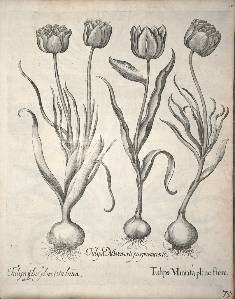 An illustration from Hortus Eystettensis, sive, Diligens et accurata omnium plantarum, florum, stirpium ?ex variis orbis terrae partibus, singulari studio collectarum, quae in celeberrimis viridariis arcem episcopalem ibidem cingentibus, olim conspiciebantur delineatio et ad vivum repraesentatio et advivum repraesentatio opera., 1640, leaf 86