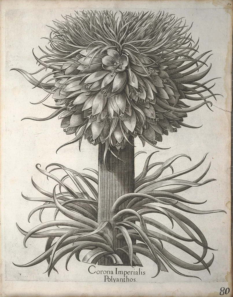 An illustration from Hortus Eystettensis, sive, Diligens et accurata omnium plantarum, florum, stirpium ?ex variis orbis terrae partibus, singulari studio collectarum, quae in celeberrimis viridariis arcem episcopalem ibidem cingentibus, olim conspiciebantur delineatio et ad vivum repraesentatio et advivum repraesentatio opera., 1640, leaf 91