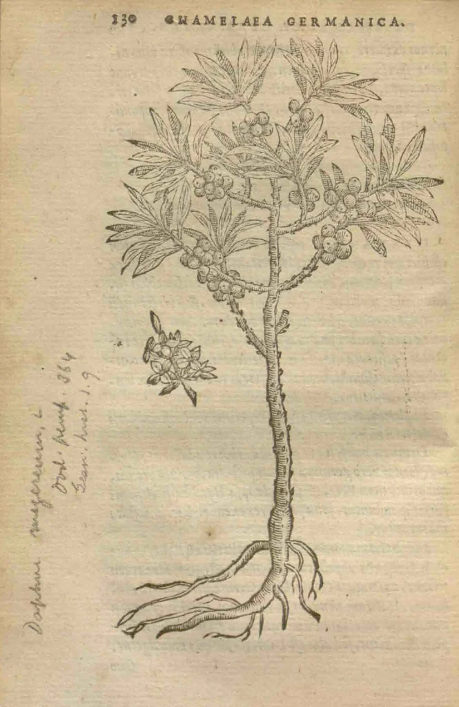 An illustration from Purgantium aliarumque eo facientium, tum et radicum, conuoluulorum ac deleteriarum herbarum historiae.Remberto Dodonaeo, Mechliniensi medico auctore ; accessit appendix variarŭ & quidem rarissimarum nonnullarum stirpium, ac florum quorundam peregrinorum, elegantissimorum icones omnino nouas nec anteà editas, singulorum breues descriptiones continens ; cuius altera parte vmbelliferae exhibentur non paucae, eodem auctore., 1574, leaf 132
