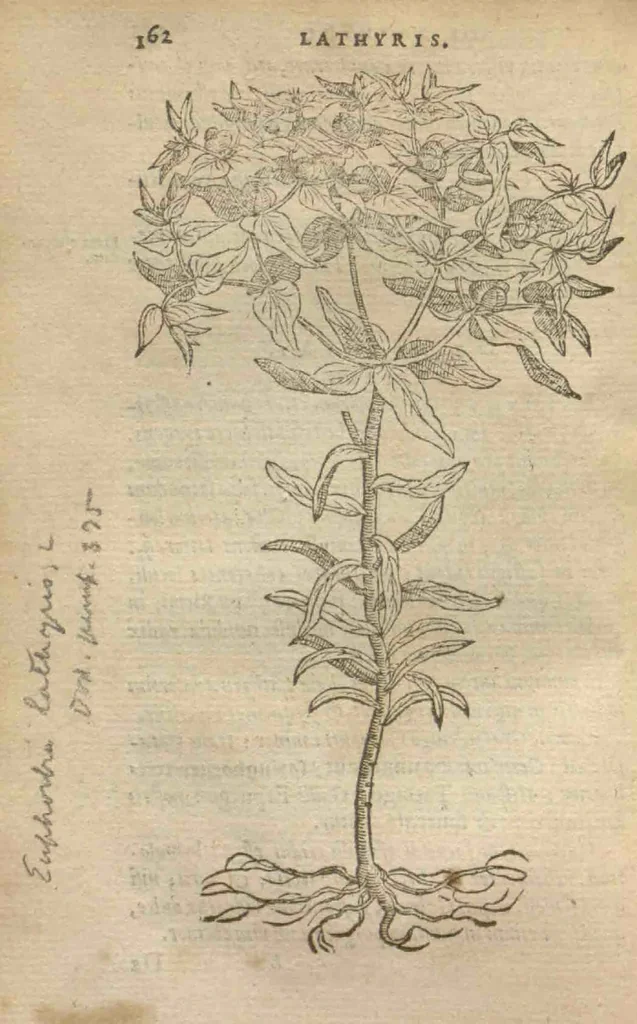 An illustration from Purgantium aliarumque eo facientium, tum et radicum, conuoluulorum ac deleteriarum herbarum historiae.Remberto Dodonaeo, Mechliniensi medico auctore ; accessit appendix variarŭ & quidem rarissimarum nonnullarum stirpium, ac florum quorundam peregrinorum, elegantissimorum icones omnino nouas nec anteà editas, singulorum breues descriptiones continens ; cuius altera parte vmbelliferae exhibentur non paucae, eodem auctore., 1574, leaf 164