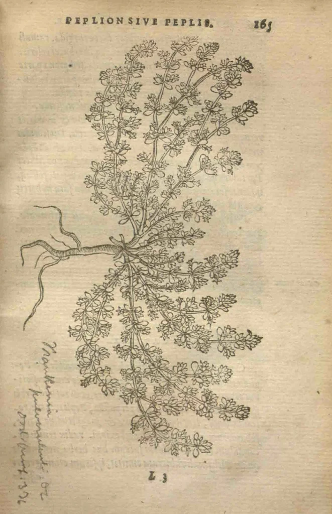 An illustration from Purgantium aliarumque eo facientium, tum et radicum, conuoluulorum ac deleteriarum herbarum historiae.Remberto Dodonaeo, Mechliniensi medico auctore ; accessit appendix variarŭ & quidem rarissimarum nonnullarum stirpium, ac florum quorundam peregrinorum, elegantissimorum icones omnino nouas nec anteà editas, singulorum breues descriptiones continens ; cuius altera parte vmbelliferae exhibentur non paucae, eodem auctore., 1574, leaf 167