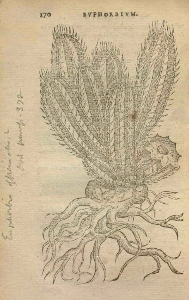 An illustration from Purgantium aliarumque eo facientium, tum et radicum, conuoluulorum ac deleteriarum herbarum historiae.Remberto Dodonaeo, Mechliniensi medico auctore ; accessit appendix variarŭ & quidem rarissimarum nonnullarum stirpium, ac florum quorundam peregrinorum, elegantissimorum icones omnino nouas nec anteà editas, singulorum breues descriptiones continens ; cuius altera parte vmbelliferae exhibentur non paucae, eodem auctore., 1574, leaf 172