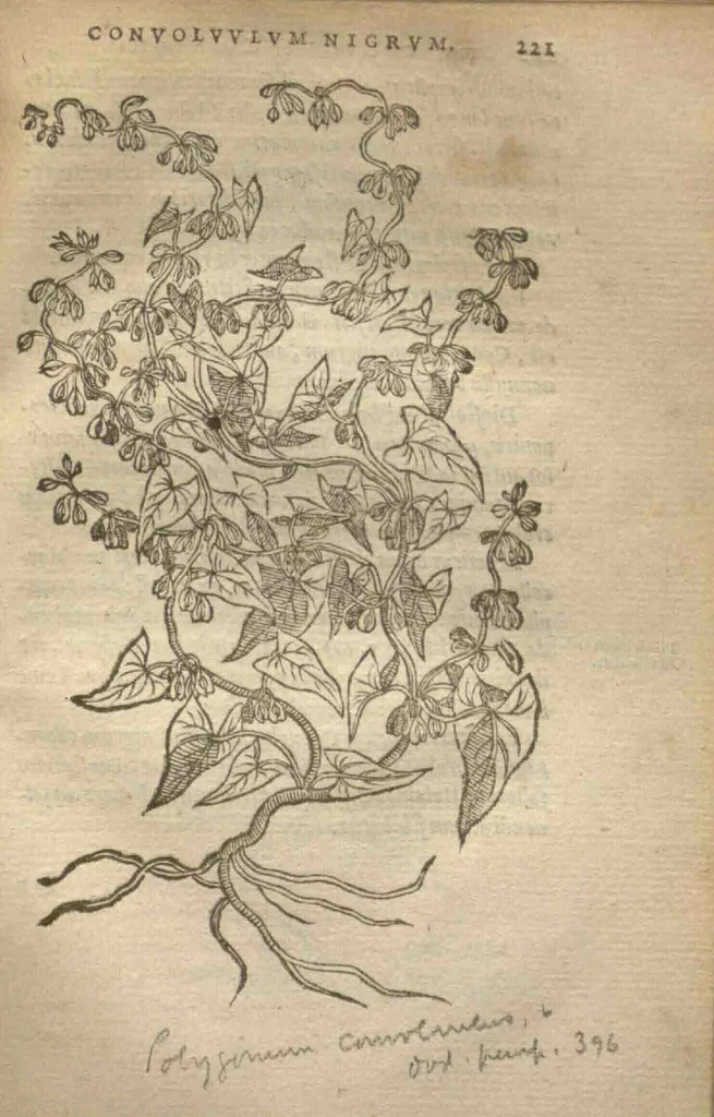 An illustration from Purgantium aliarumque eo facientium, tum et radicum, conuoluulorum ac deleteriarum herbarum historiae.Remberto Dodonaeo, Mechliniensi medico auctore ; accessit appendix variarŭ & quidem rarissimarum nonnullarum stirpium, ac florum quorundam peregrinorum, elegantissimorum icones omnino nouas nec anteà editas, singulorum breues descriptiones continens ; cuius altera parte vmbelliferae exhibentur non paucae, eodem auctore., 1574, leaf 223