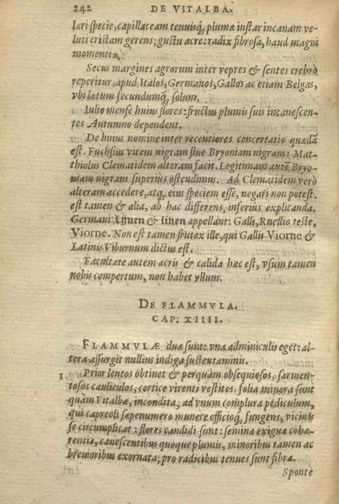 An illustration from Purgantium aliarumque eo facientium, tum et radicum, conuoluulorum ac deleteriarum herbarum historiae.Remberto Dodonaeo, Mechliniensi medico auctore ; accessit appendix variarŭ & quidem rarissimarum nonnullarum stirpium, ac florum quorundam peregrinorum, elegantissimorum icones omnino nouas nec anteà editas, singulorum breues descriptiones continens ; cuius altera parte vmbelliferae exhibentur non paucae, eodem auctore., 1574, leaf 244