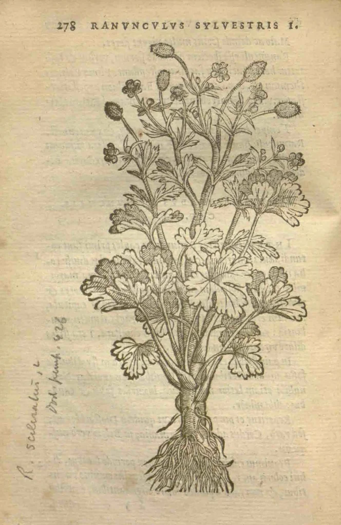 An illustration from Purgantium aliarumque eo facientium, tum et radicum, conuoluulorum ac deleteriarum herbarum historiae.Remberto Dodonaeo, Mechliniensi medico auctore ; accessit appendix variarŭ & quidem rarissimarum nonnullarum stirpium, ac florum quorundam peregrinorum, elegantissimorum icones omnino nouas nec anteà editas, singulorum breues descriptiones continens ; cuius altera parte vmbelliferae exhibentur non paucae, eodem auctore., 1574, leaf 280