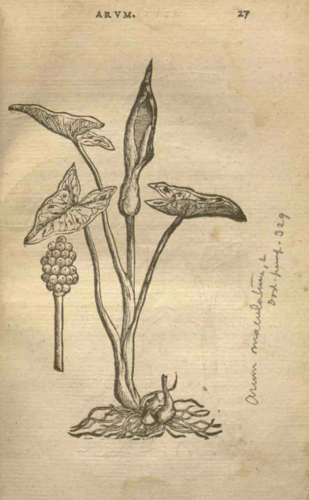 An illustration from Purgantium aliarumque eo facientium, tum et radicum, conuoluulorum ac deleteriarum herbarum historiae.Remberto Dodonaeo, Mechliniensi medico auctore ; accessit appendix variarŭ & quidem rarissimarum nonnullarum stirpium, ac florum quorundam peregrinorum, elegantissimorum icones omnino nouas nec anteà editas, singulorum breues descriptiones continens ; cuius altera parte vmbelliferae exhibentur non paucae, eodem auctore., 1574, leaf 29