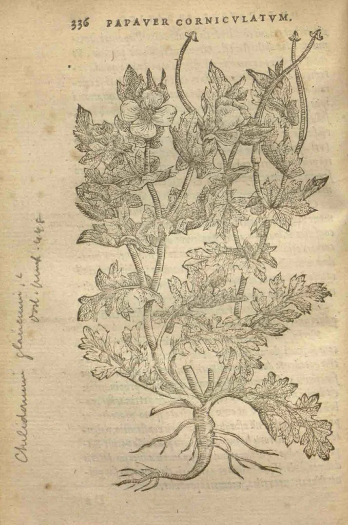 An illustration from Purgantium aliarumque eo facientium, tum et radicum, conuoluulorum ac deleteriarum herbarum historiae.Remberto Dodonaeo, Mechliniensi medico auctore ; accessit appendix variarŭ & quidem rarissimarum nonnullarum stirpium, ac florum quorundam peregrinorum, elegantissimorum icones omnino nouas nec anteà editas, singulorum breues descriptiones continens ; cuius altera parte vmbelliferae exhibentur non paucae, eodem auctore., 1574, leaf 338