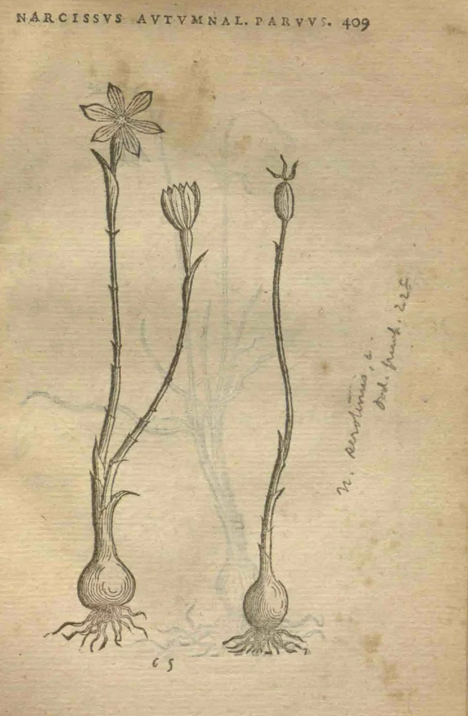 An illustration from Purgantium aliarumque eo facientium, tum et radicum, conuoluulorum ac deleteriarum herbarum historiae.Remberto Dodonaeo, Mechliniensi medico auctore ; accessit appendix variarŭ & quidem rarissimarum nonnullarum stirpium, ac florum quorundam peregrinorum, elegantissimorum icones omnino nouas nec anteà editas, singulorum breues descriptiones continens ; cuius altera parte vmbelliferae exhibentur non paucae, eodem auctore., 1574, leaf 411