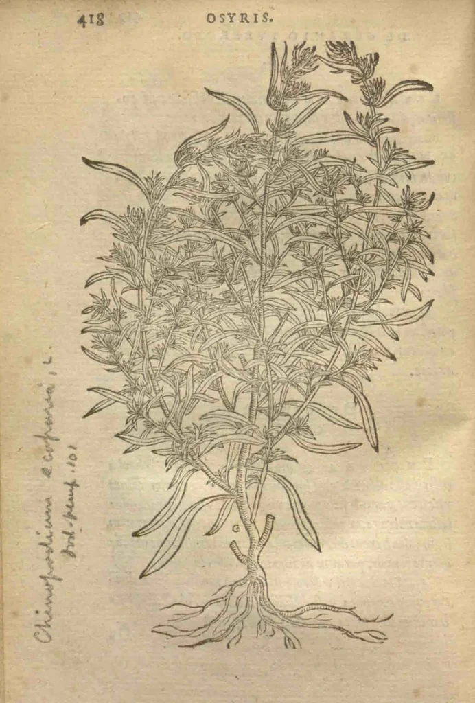 An illustration from Purgantium aliarumque eo facientium, tum et radicum, conuoluulorum ac deleteriarum herbarum historiae.Remberto Dodonaeo, Mechliniensi medico auctore ; accessit appendix variarŭ & quidem rarissimarum nonnullarum stirpium, ac florum quorundam peregrinorum, elegantissimorum icones omnino nouas nec anteà editas, singulorum breues descriptiones continens ; cuius altera parte vmbelliferae exhibentur non paucae, eodem auctore., 1574, leaf 420