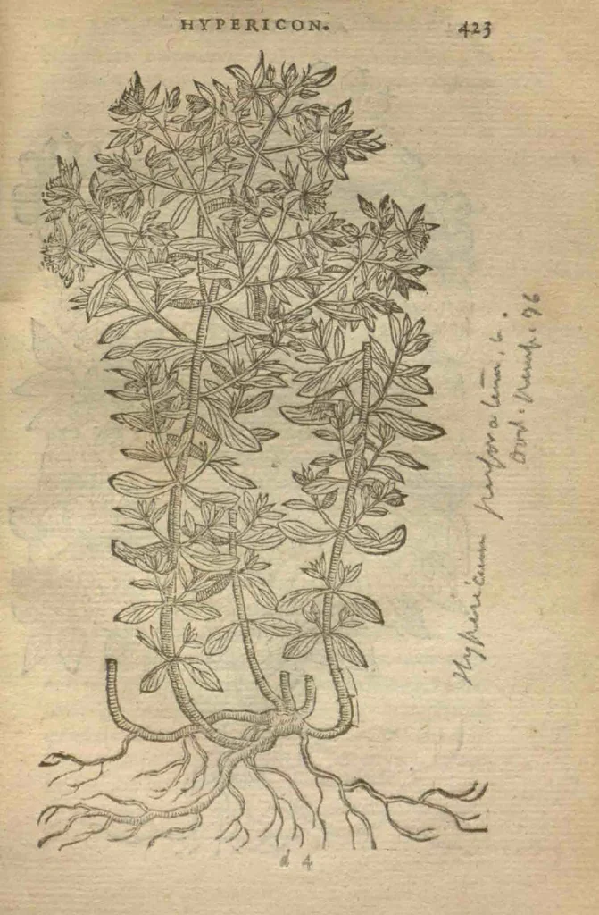 An illustration from Purgantium aliarumque eo facientium, tum et radicum, conuoluulorum ac deleteriarum herbarum historiae.Remberto Dodonaeo, Mechliniensi medico auctore ; accessit appendix variarŭ & quidem rarissimarum nonnullarum stirpium, ac florum quorundam peregrinorum, elegantissimorum icones omnino nouas nec anteà editas, singulorum breues descriptiones continens ; cuius altera parte vmbelliferae exhibentur non paucae, eodem auctore., 1574, leaf 425