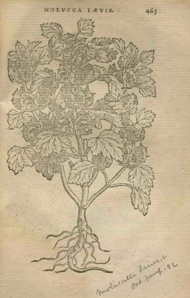 An illustration from Purgantium aliarumque eo facientium, tum et radicum, conuoluulorum ac deleteriarum herbarum historiae.Remberto Dodonaeo, Mechliniensi medico auctore ; accessit appendix variarŭ & quidem rarissimarum nonnullarum stirpium, ac florum quorundam peregrinorum, elegantissimorum icones omnino nouas nec anteà editas, singulorum breues descriptiones continens ; cuius altera parte vmbelliferae exhibentur non paucae, eodem auctore., 1574, leaf 465