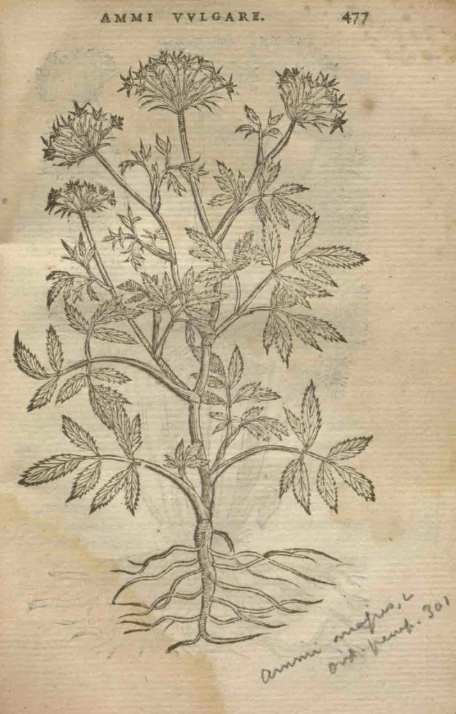 An illustration from Purgantium aliarumque eo facientium, tum et radicum, conuoluulorum ac deleteriarum herbarum historiae.Remberto Dodonaeo, Mechliniensi medico auctore ; accessit appendix variarŭ & quidem rarissimarum nonnullarum stirpium, ac florum quorundam peregrinorum, elegantissimorum icones omnino nouas nec anteà editas, singulorum breues descriptiones continens ; cuius altera parte vmbelliferae exhibentur non paucae, eodem auctore., 1574, leaf 479