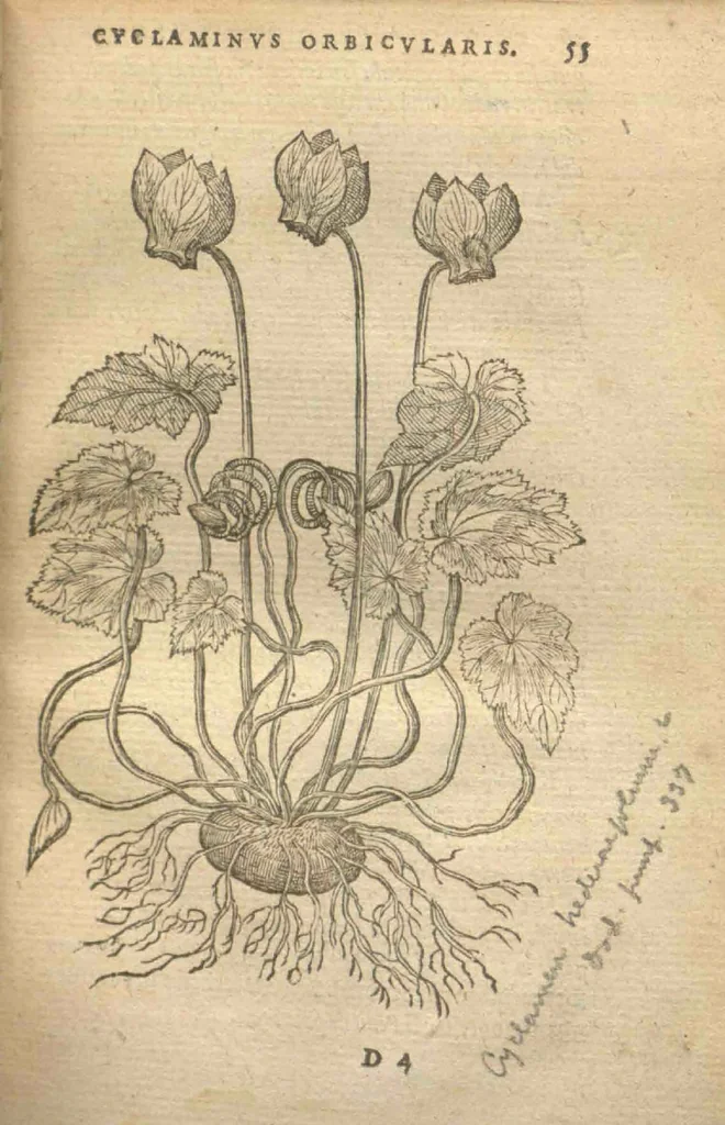An illustration from Purgantium aliarumque eo facientium, tum et radicum, conuoluulorum ac deleteriarum herbarum historiae.Remberto Dodonaeo, Mechliniensi medico auctore ; accessit appendix variarŭ & quidem rarissimarum nonnullarum stirpium, ac florum quorundam peregrinorum, elegantissimorum icones omnino nouas nec anteà editas, singulorum breues descriptiones continens ; cuius altera parte vmbelliferae exhibentur non paucae, eodem auctore., 1574, leaf 57