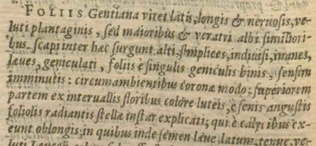 An illustration from Purgantium aliarumque eo facientium, tum et radicum, conuoluulorum ac deleteriarum herbarum historiae.Remberto Dodonaeo, Mechliniensi medico auctore ; accessit appendix variarŭ & quidem rarissimarum nonnullarum stirpium, ac florum quorundam peregrinorum, elegantissimorum icones omnino nouas nec anteà editas, singulorum breues descriptiones continens ; cuius altera parte vmbelliferae exhibentur non paucae, eodem auctore., 1574, leaf 70