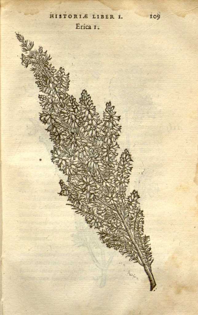 An illustration from Caroli Clusii Atrebat Rariorum alioquot stirpium per Hispanias observatarum historia ?libris duobus expressas ..., 1576, leaf 111