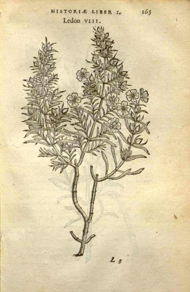 An illustration from Caroli Clusii Atrebat Rariorum alioquot stirpium per Hispanias observatarum historia ?libris duobus expressas ..., 1576, leaf 167