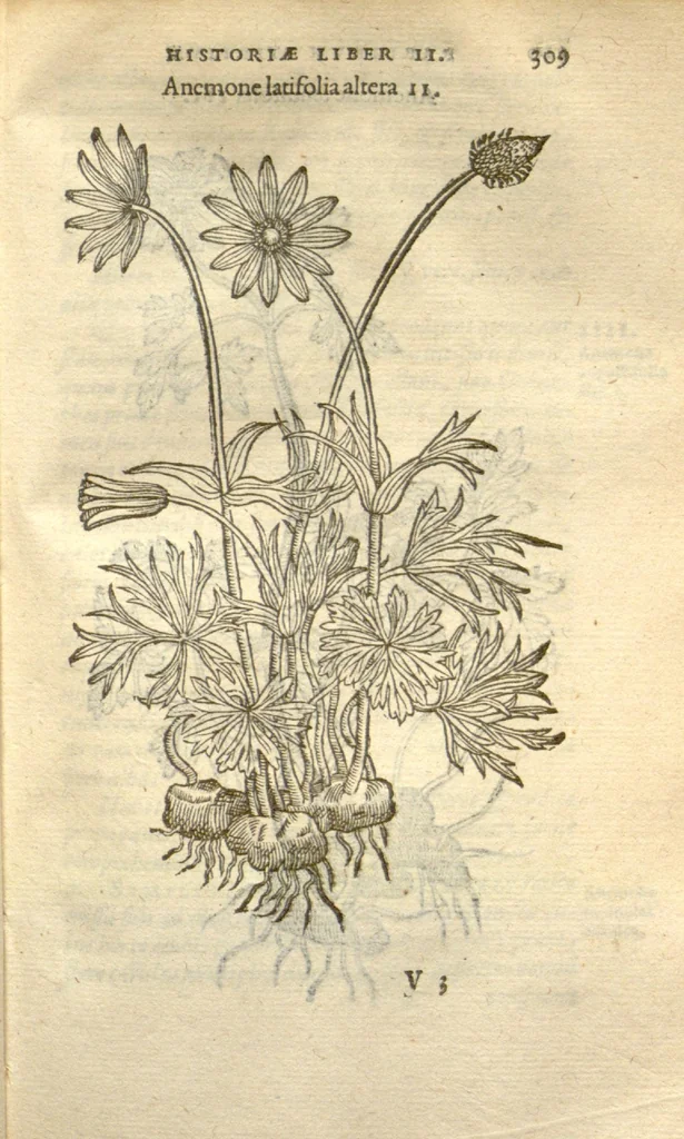 An illustration from Caroli Clusii Atrebat Rariorum alioquot stirpium per Hispanias observatarum historia ?libris duobus expressas ..., 1576, leaf 311