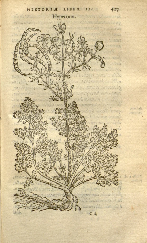 An illustration from Caroli Clusii Atrebat Rariorum alioquot stirpium per Hispanias observatarum historia ?libris duobus expressas ..., 1576, leaf 409