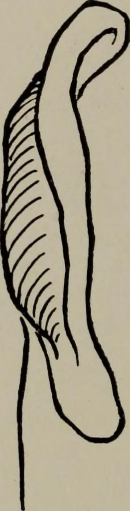 An illustration from Modelling; a guide for teachers and students, 1902, leaf 135