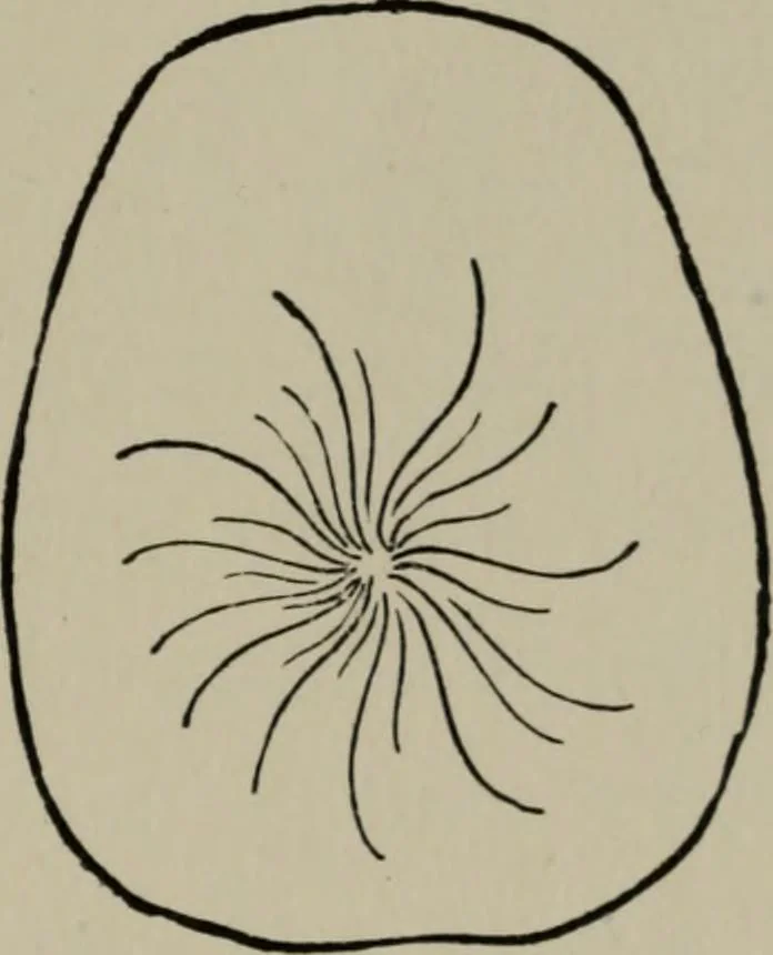 An illustration from Modelling; a guide for teachers and students, 1902, leaf 140