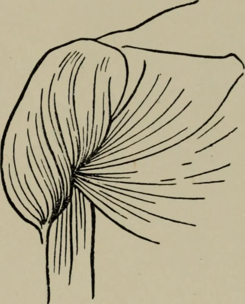 An illustration from Modelling; a guide for teachers and students, 1902, leaf 184