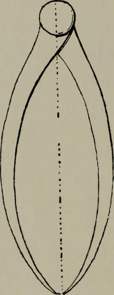 An illustration from Modelling; a guide for teachers and students, 1902, leaf 21