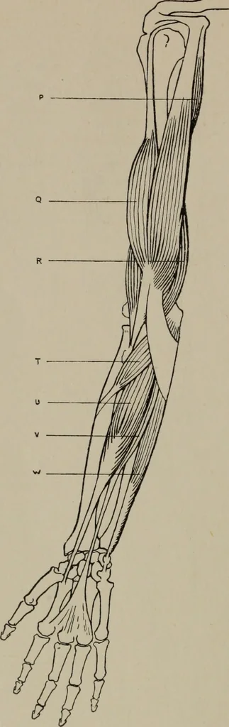 An illustration from Modelling; a guide for teachers and students, 1902, leaf 239