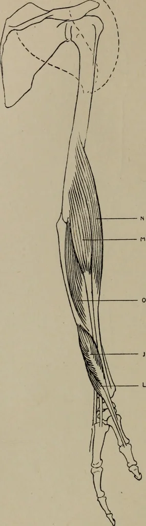 An illustration from Modelling; a guide for teachers and students, 1902, leaf 239