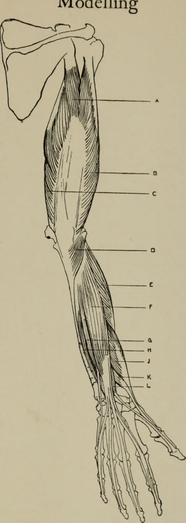 An illustration from Modelling; a guide for teachers and students, 1902, leaf 240