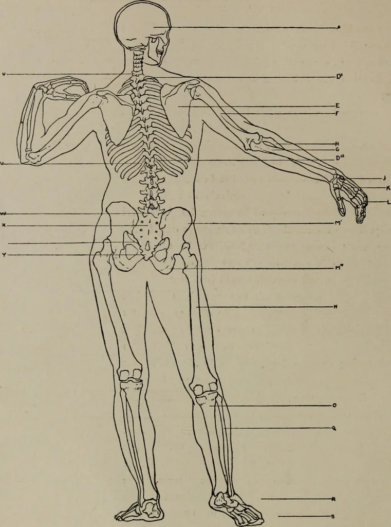 An illustration from Modelling; a guide for teachers and students, 1902, leaf 243