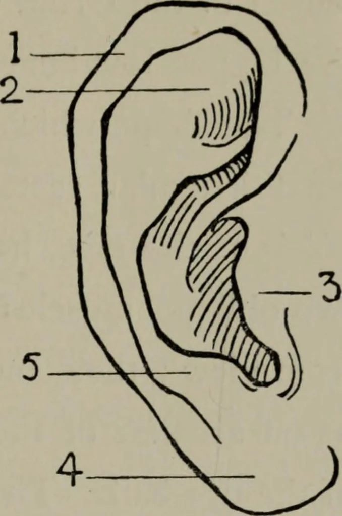 An illustration from Modelling; a guide for teachers and students, 1902, leaf 58