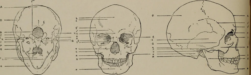 An illustration from Modelling; a guide for teachers and students, 1902, leaf 69