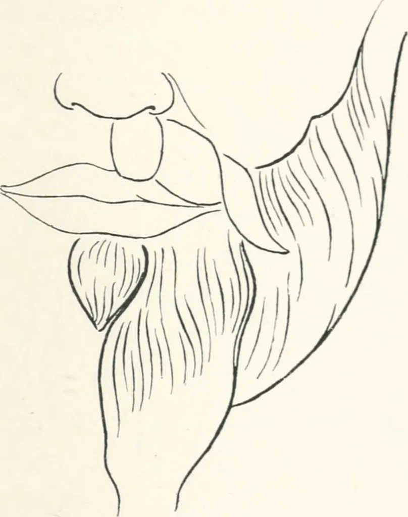 An illustration from Modelling : a guide for teachers and students, 1902, leaf 143