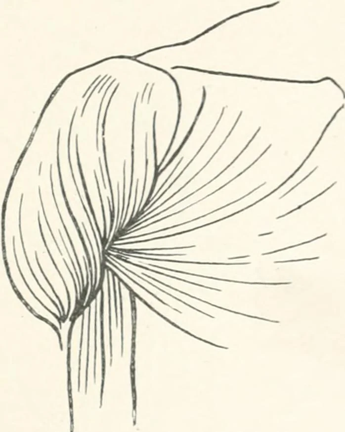 An illustration from Modelling : a guide for teachers and students, 1902, leaf 185
