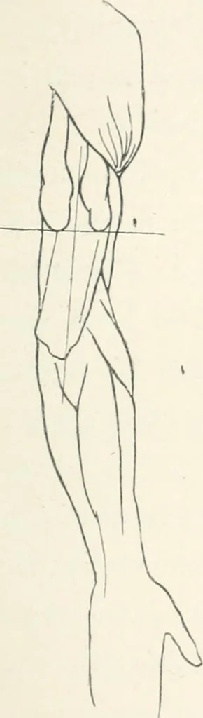 An illustration from Modelling : a guide for teachers and students, 1902, leaf 189