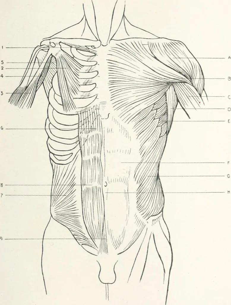 An illustration from Modelling : a guide for teachers and students, 1902, leaf 237