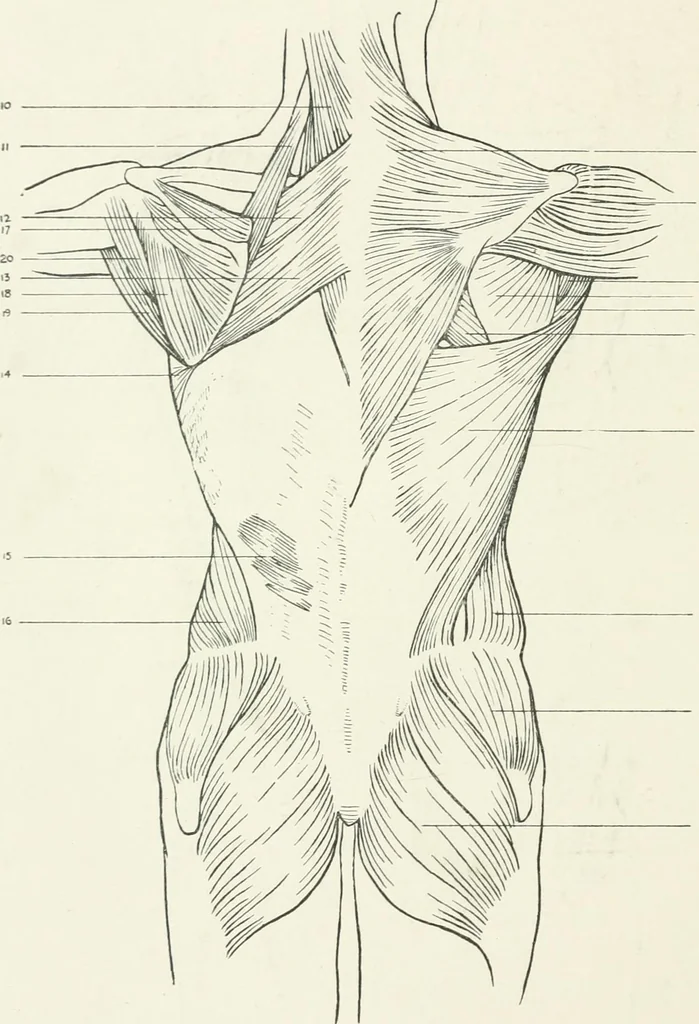 An illustration from Modelling : a guide for teachers and students, 1902, leaf 238
