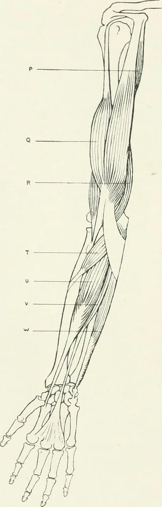 An illustration from Modelling : a guide for teachers and students, 1902, leaf 240