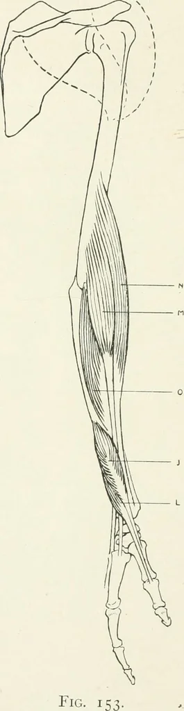 An illustration from Modelling : a guide for teachers and students, 1902, leaf 240