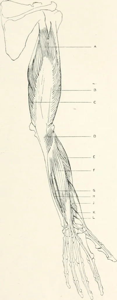 An illustration from Modelling : a guide for teachers and students, 1902, leaf 241