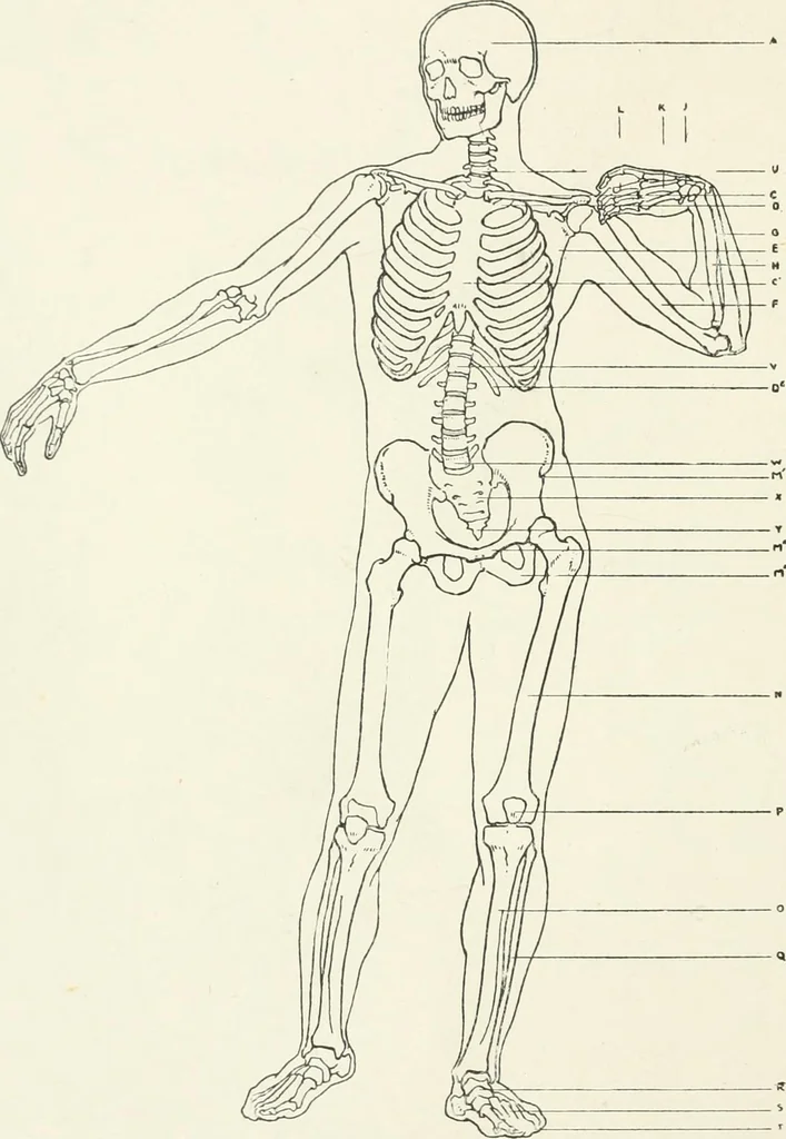 An illustration from Modelling : a guide for teachers and students, 1902, leaf 242