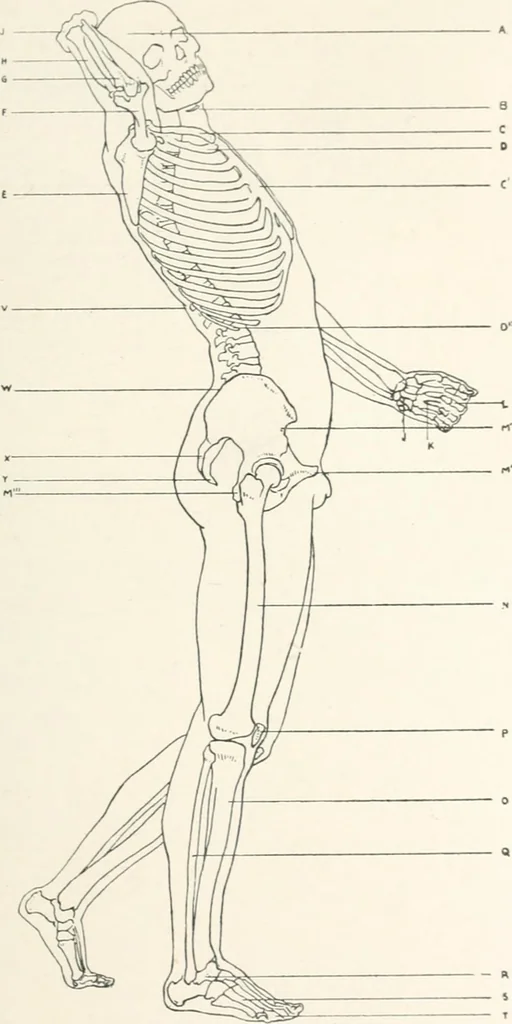 An illustration from Modelling : a guide for teachers and students, 1902, leaf 243