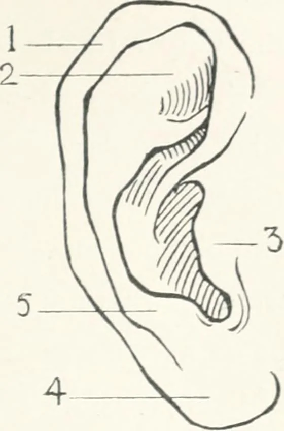 An illustration from Modelling : a guide for teachers and students, 1902, leaf 58