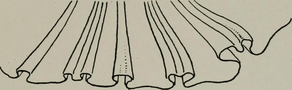 An illustration from Modelling; a guide for teachers and students, 1902, leaf 118