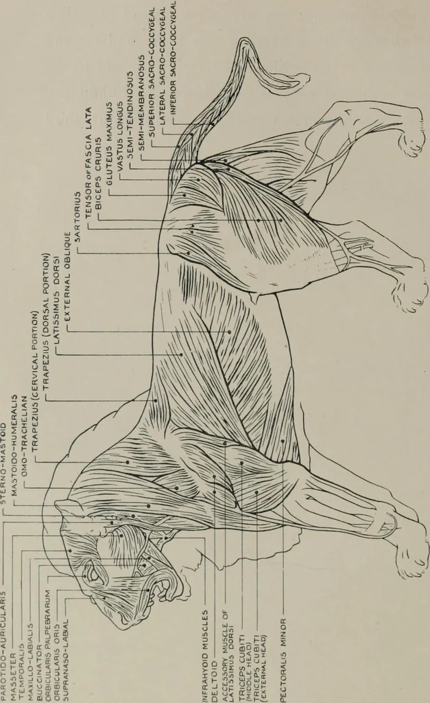 An illustration from Modelling; a guide for teachers and students, 1902, leaf 187