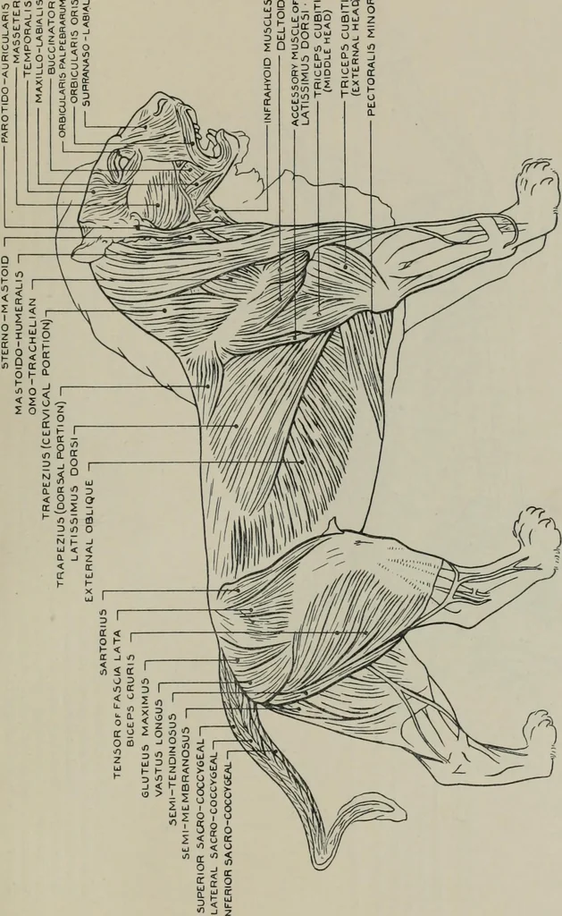 An illustration from Modelling; a guide for teachers and students, 1902, leaf 188