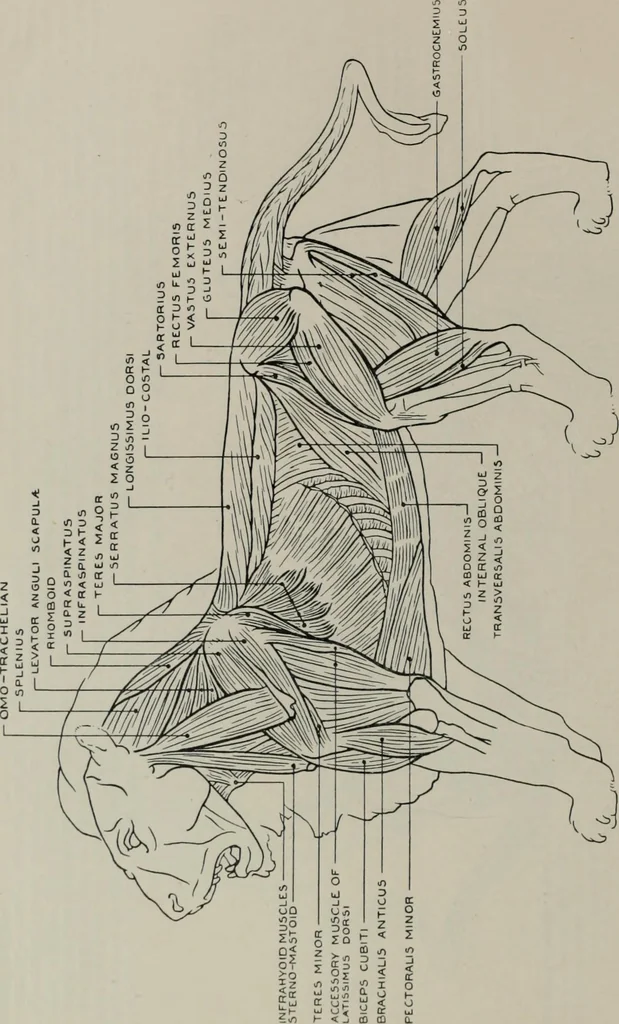 An illustration from Modelling; a guide for teachers and students, 1902, leaf 189
