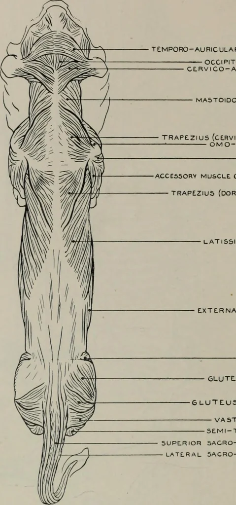 An illustration from Modelling; a guide for teachers and students, 1902, leaf 193