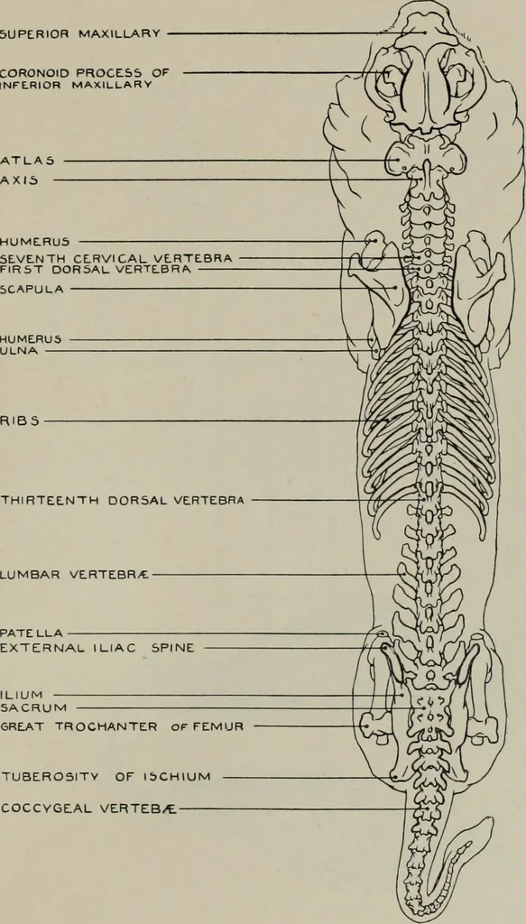 An illustration from Modelling; a guide for teachers and students, 1902, leaf 194